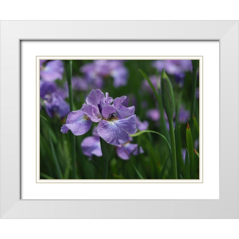 Purple One White Modern Wood Framed Art Print with Double Matting by Bonin, Suzanne