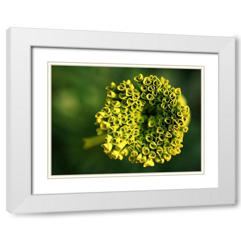 Ringlets White Modern Wood Framed Art Print with Double Matting by Bonin, Suzanne