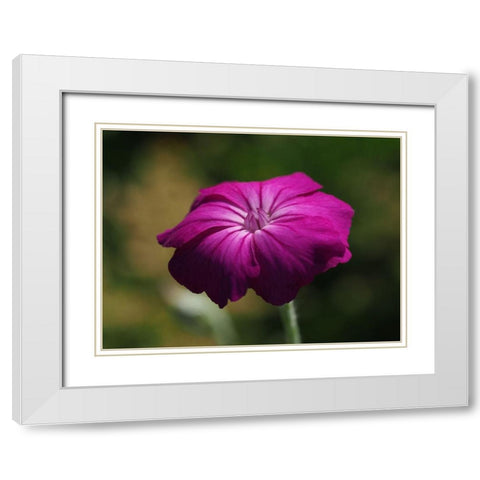 Rose Campion White Modern Wood Framed Art Print with Double Matting by Bonin, Suzanne