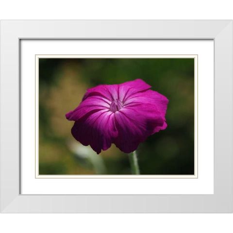Rose Campion White Modern Wood Framed Art Print with Double Matting by Bonin, Suzanne