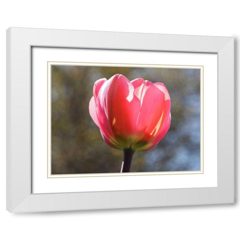 Showy Tulip White Modern Wood Framed Art Print with Double Matting by Bonin, Suzanne