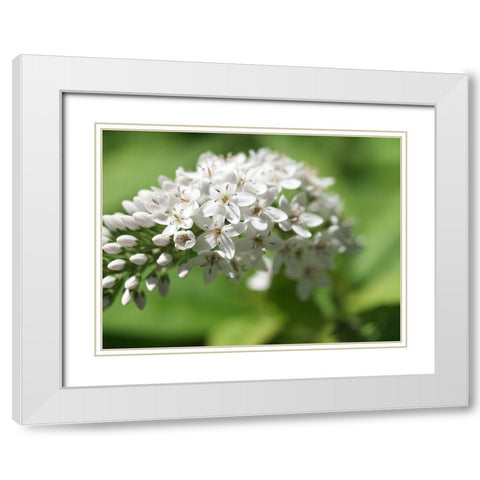 Single Ladies White Modern Wood Framed Art Print with Double Matting by Bonin, Suzanne