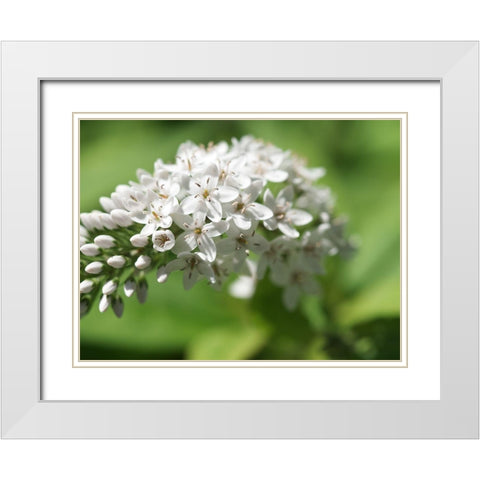 Single Ladies White Modern Wood Framed Art Print with Double Matting by Bonin, Suzanne