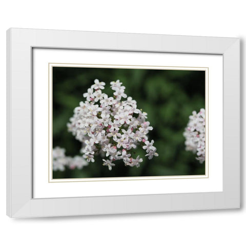 Spicy White Modern Wood Framed Art Print with Double Matting by Bonin, Suzanne