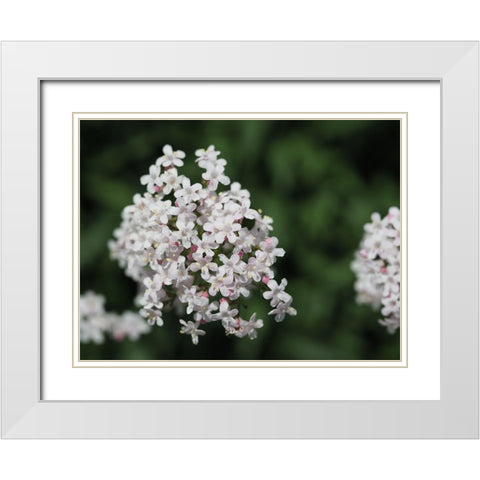 Spicy White Modern Wood Framed Art Print with Double Matting by Bonin, Suzanne