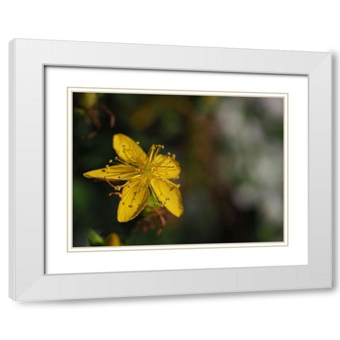 St Johns Wort White Modern Wood Framed Art Print with Double Matting by Bonin, Suzanne