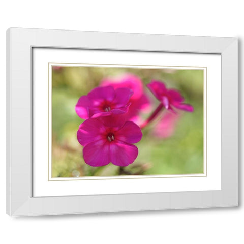 Summertime White Modern Wood Framed Art Print with Double Matting by Bonin, Suzanne