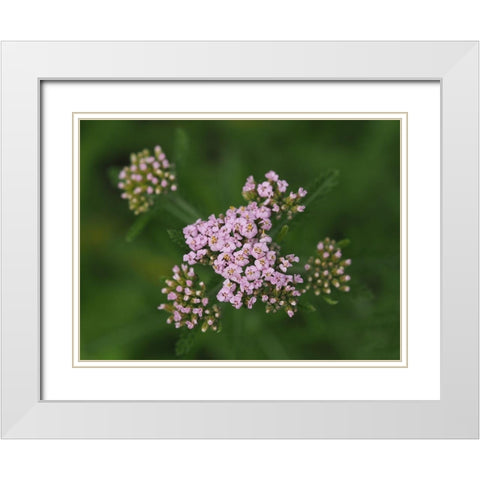 This Is Life White Modern Wood Framed Art Print with Double Matting by Bonin, Suzanne