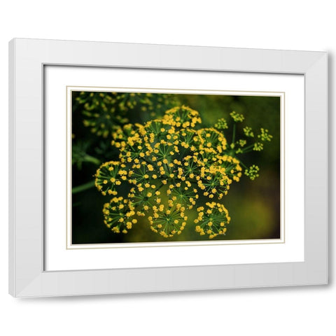 Tiny Beauties White Modern Wood Framed Art Print with Double Matting by Bonin, Suzanne