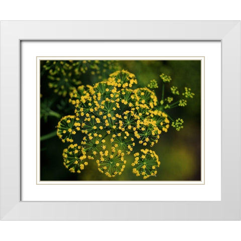 Tiny Beauties White Modern Wood Framed Art Print with Double Matting by Bonin, Suzanne