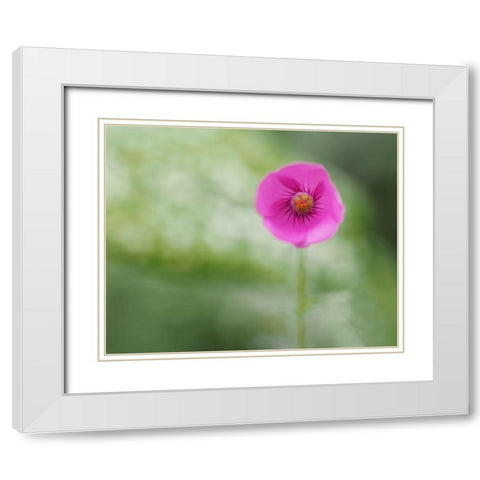 Tiny Beauty White Modern Wood Framed Art Print with Double Matting by Bonin, Suzanne