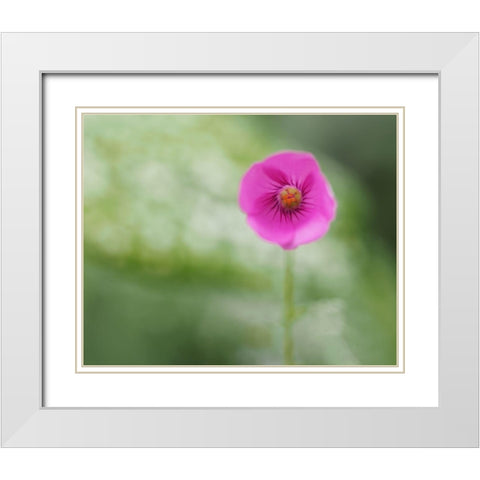 Tiny Beauty White Modern Wood Framed Art Print with Double Matting by Bonin, Suzanne
