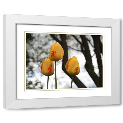 Tulip Trio White Modern Wood Framed Art Print with Double Matting by Bonin, Suzanne