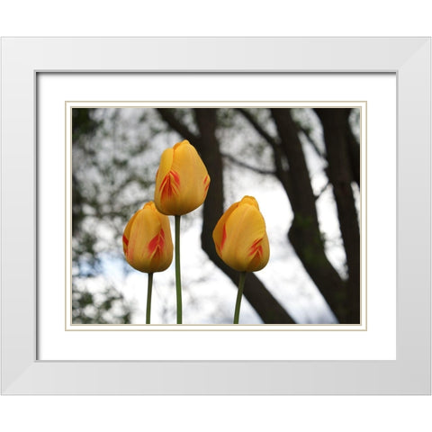 Tulip Trio White Modern Wood Framed Art Print with Double Matting by Bonin, Suzanne