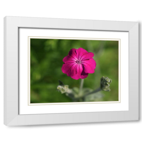 Velvety Beauty White Modern Wood Framed Art Print with Double Matting by Bonin, Suzanne