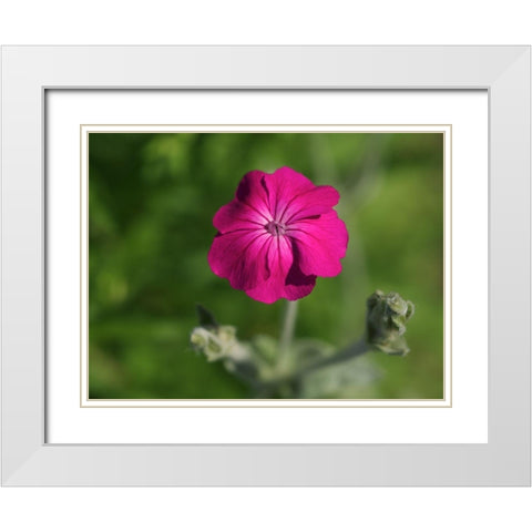Velvety Beauty White Modern Wood Framed Art Print with Double Matting by Bonin, Suzanne