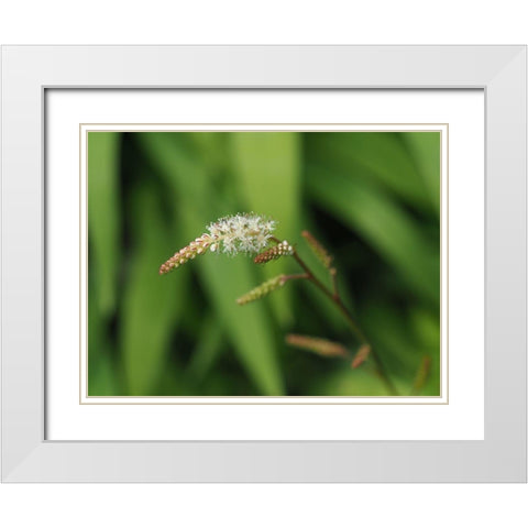 Wispy White Blooms White Modern Wood Framed Art Print with Double Matting by Bonin, Suzanne