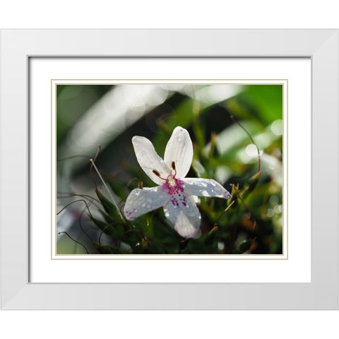 Woo Hoo White Modern Wood Framed Art Print with Double Matting by Bonin, Suzanne