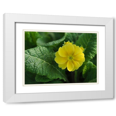 Yellow Beauty White Modern Wood Framed Art Print with Double Matting by Bonin, Suzanne