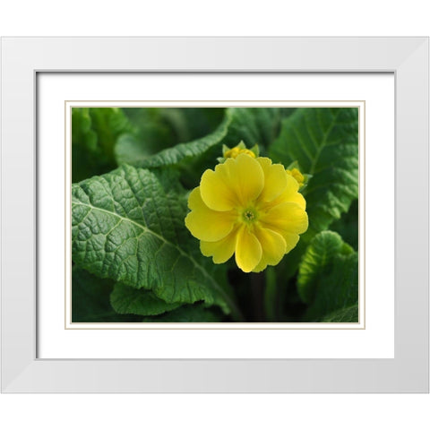 Yellow Beauty White Modern Wood Framed Art Print with Double Matting by Bonin, Suzanne