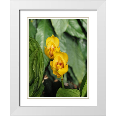 Yellow Ladies White Modern Wood Framed Art Print with Double Matting by Bonin, Suzanne