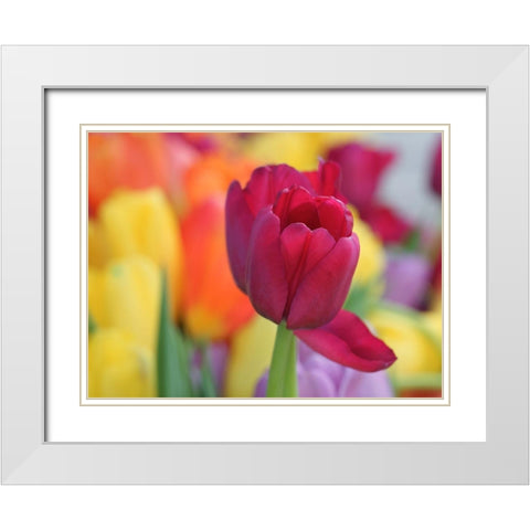Colorful White Modern Wood Framed Art Print with Double Matting by Bonin, Suzanne