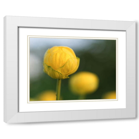 Lollipop White Modern Wood Framed Art Print with Double Matting by Bonin, Suzanne