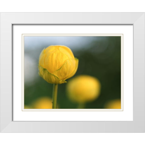Lollipop White Modern Wood Framed Art Print with Double Matting by Bonin, Suzanne