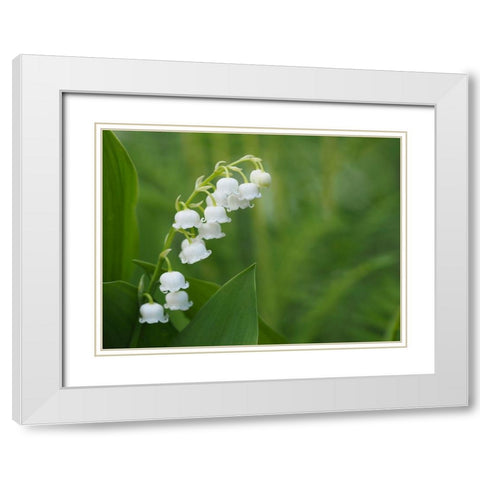 Muguet White Modern Wood Framed Art Print with Double Matting by Bonin, Suzanne