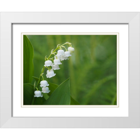 Muguet White Modern Wood Framed Art Print with Double Matting by Bonin, Suzanne