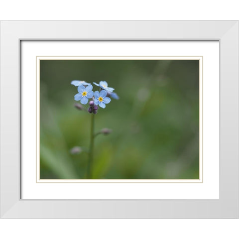 Never Forget White Modern Wood Framed Art Print with Double Matting by Bonin, Suzanne