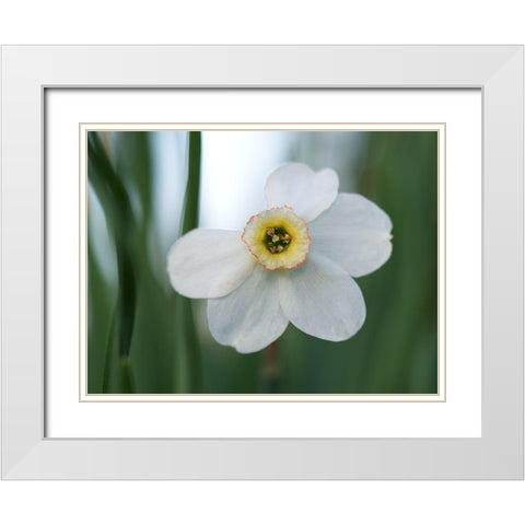 New Beginnings White Modern Wood Framed Art Print with Double Matting by Bonin, Suzanne