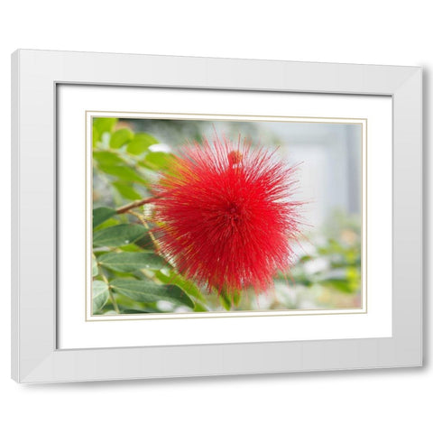 Powderpuff White Modern Wood Framed Art Print with Double Matting by Bonin, Suzanne