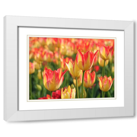 Sunny Day White Modern Wood Framed Art Print with Double Matting by Bonin, Suzanne