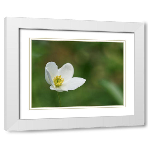 Windflower White Modern Wood Framed Art Print with Double Matting by Bonin, Suzanne