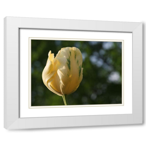 Yellow Green Tulip White Modern Wood Framed Art Print with Double Matting by Bonin, Suzanne