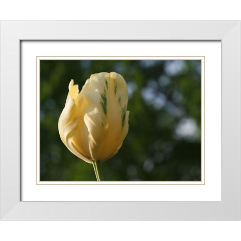 Yellow Green Tulip White Modern Wood Framed Art Print with Double Matting by Bonin, Suzanne
