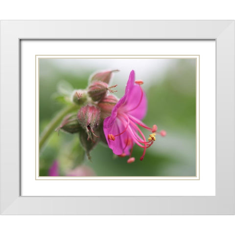 Bigroot White Modern Wood Framed Art Print with Double Matting by Bonin, Suzanne