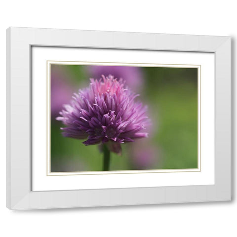 Chive Blossom White Modern Wood Framed Art Print with Double Matting by Bonin, Suzanne