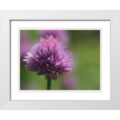 Chive Blossom White Modern Wood Framed Art Print with Double Matting by Bonin, Suzanne