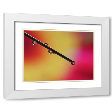 Experiment White Modern Wood Framed Art Print with Double Matting by Bonin, Suzanne