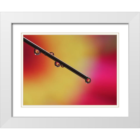 Experiment White Modern Wood Framed Art Print with Double Matting by Bonin, Suzanne