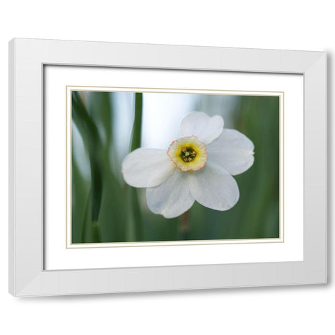 Fine Beauty White Modern Wood Framed Art Print with Double Matting by Bonin, Suzanne