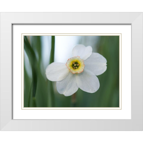 Fine Beauty White Modern Wood Framed Art Print with Double Matting by Bonin, Suzanne