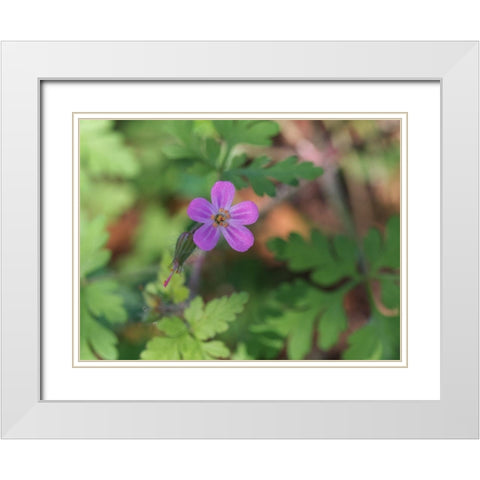 Little Robin White Modern Wood Framed Art Print with Double Matting by Bonin, Suzanne