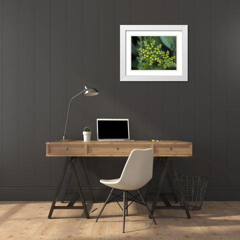 Little Stars White Modern Wood Framed Art Print with Double Matting by Bonin, Suzanne