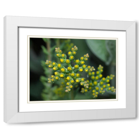 Little Stars White Modern Wood Framed Art Print with Double Matting by Bonin, Suzanne