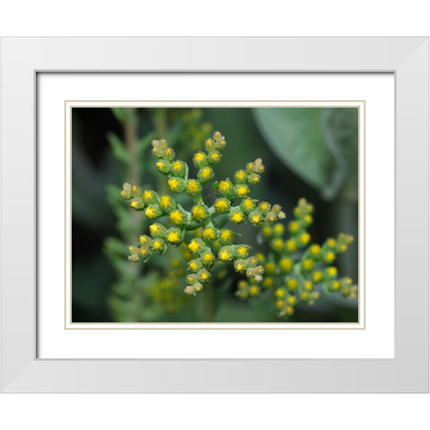 Little Stars White Modern Wood Framed Art Print with Double Matting by Bonin, Suzanne
