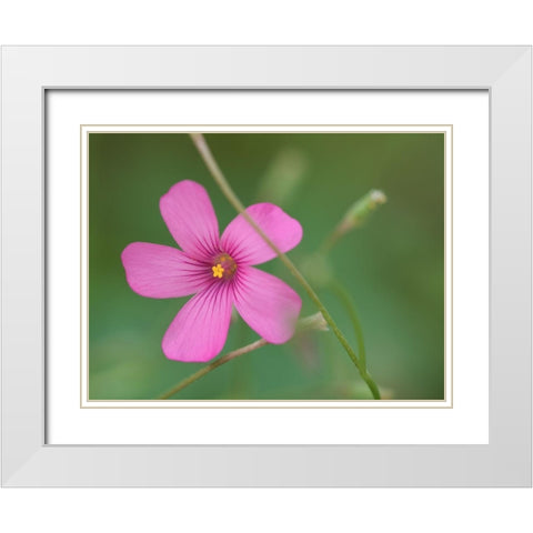 Pink Splash White Modern Wood Framed Art Print with Double Matting by Bonin, Suzanne