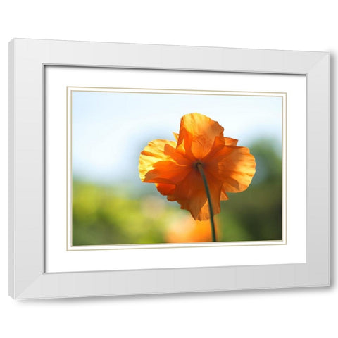 Poppy Burning White Modern Wood Framed Art Print with Double Matting by Bonin, Suzanne